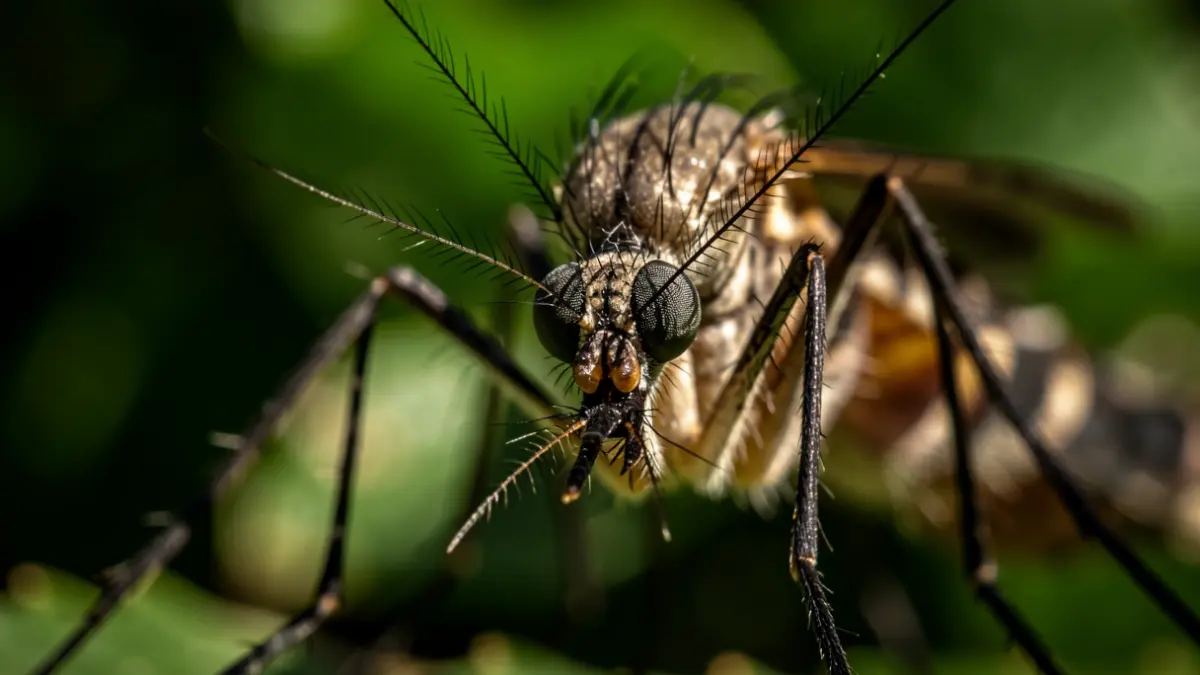 Close-up of a tiger mosquito's head with detailed antennae and eyes, against a blurred green foliage background.