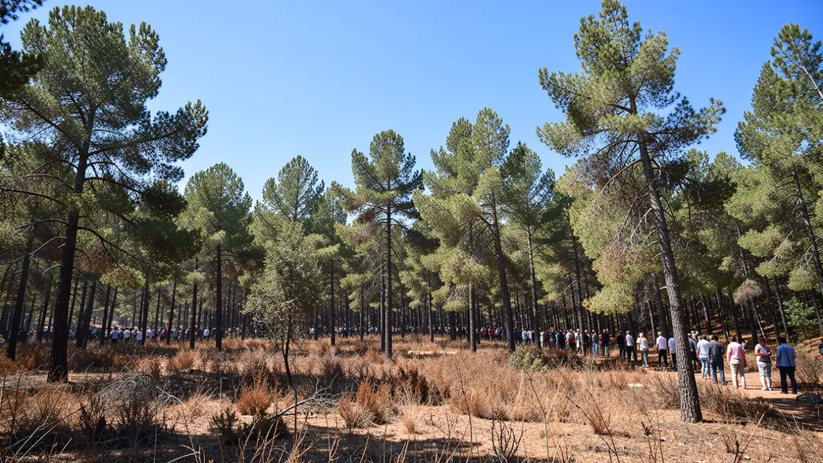 Forêt méditerranéenne dense dans le Var, symbolisant un risque d'incendie sévère.