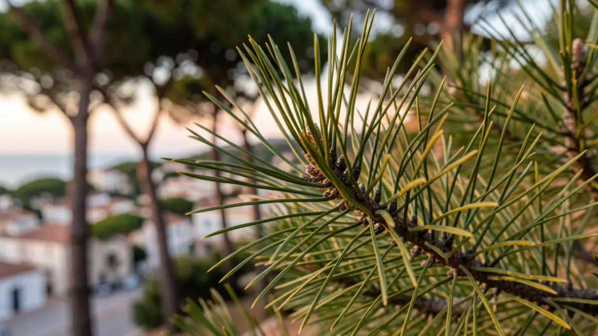 Pine needles affected by the tortoise scale insect, with a blurred background of pine trees in a Mediterranean coastal town.