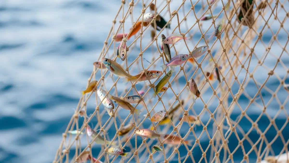 Generic image of fishing nets with colorful fish, against a blue sea background.